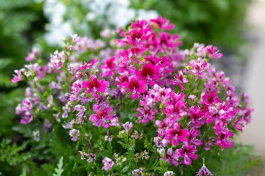 Pembe-beyaz çiçekler, Schizanthus Atlantis bol güneş ışığı gibi çiçeklerdir. Güzel görünüş ve güzel desenler insanların gözlerini çeker..