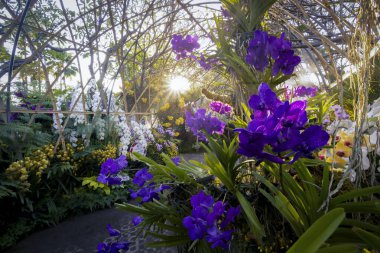 Mor-mavi orkide bahçesi Chiang Mai 'deki parkta yemyeşil bir orkide tüneli çok güzel çiçek ve orkideler sergilenir. İnsanı ferahlatan doğal bir bahçe.