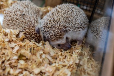 Seçici odaklı kirpi, sevimli bir hayvan, yüksek köşeli cam bir dolapta uyur..