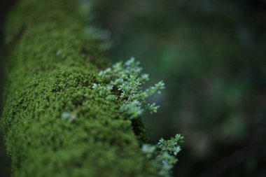 Yağmur mevsiminde Tayland 'da nemli bir ormanda küçük yapraklı bitkilere ve dallarda yetişen yosunlara odaklanın..