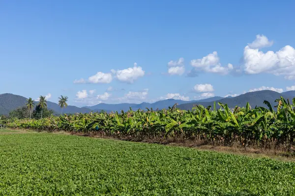 Parlak bir günde organik muz tarlası, dağlar, mavi gökyüzü muzları, böceklerin ve kuşların muz tarlalarını yok etmesini ve yemesini engellemek için.