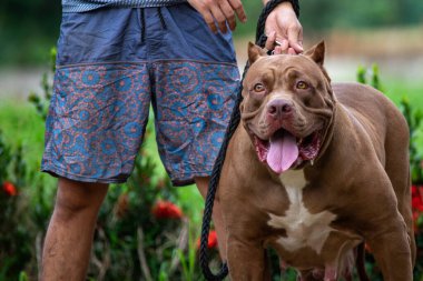 Pitbull mavisi damızlık köpek. Büyük kahverengi bir köpek tasmalı. Üremeye uygun mükemmel vücut yapısı olan dişi bir pitbull..