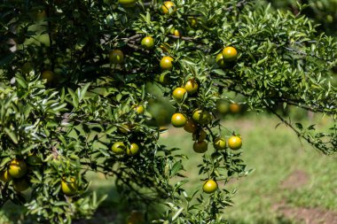 Bahçedeki seçici odak mandalinaları. Mandalina bahçesi meyve dolu. Mandalinalar çiftçinin bahçesinde Chiang Mai, Tayland