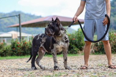 Genç bir Kuzey Amerika Mastiff 'i, büyük, güzel, koyu renkli benekli bir köpek. Sahibi güzel bir Amerikan pitbull hibrit arabasını gösteriyor..