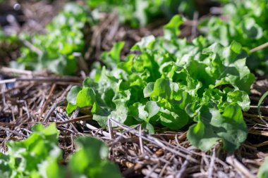 Çiftçiler tarafından yapılan organik tarım sayesinde tarlalarda pek çok açık yeşil marul hızla büyüyor..