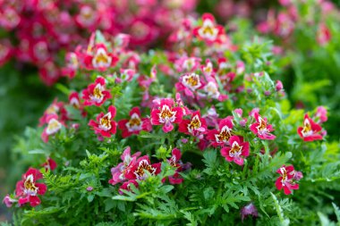 Pembe-beyaz çiçekler, Schizanthus Atlantis bol güneş ışığı gibi çiçeklerdir. Güzel görünüş ve güzel desenler insanların gözlerini çeker..