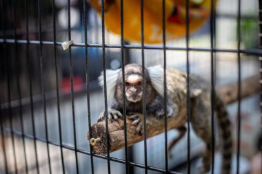 Seçici odak Marmoset - beyaz kulak küçük maymun kafeste sevimli, sevimli, sevimli üzgün, komik gözlü maymun özgür bir hayat yaşamak istiyor.