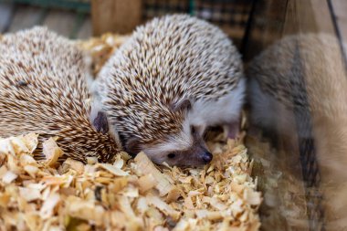Seçici odaklı kirpi, sevimli bir hayvan, yüksek köşeli cam bir dolapta uyur..