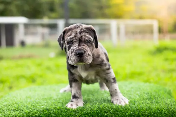 selective focus cute little black brown and white puppies with gray spots Bandogs puppies Neapolitan Mastiff in perfect shape in the front yard large mixed breed dog but cute personality colorful