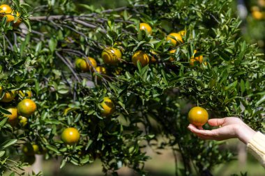 Portakal bahçesindeki genç bir kadının ellerinde portakal ağacına taze mandalina koyacak yer var..
