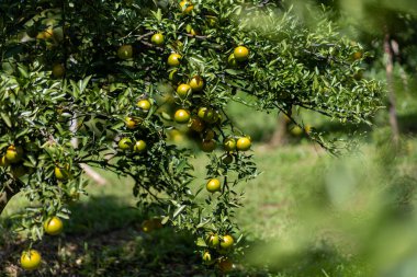 Bahçedeki seçici odak mandalinaları. Mandalina bahçesi meyve dolu. Mandalinalar çiftçinin bahçesinde Chiang Mai, Tayland