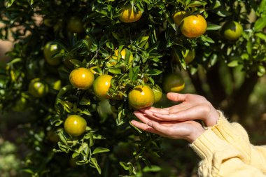 Portakal bahçesindeki genç bir kadının ellerinde portakal ağacına taze mandalina koyacak yer var..
