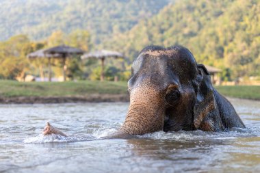 Yaz boyunca nehirde oynayan Tayland fillerine özel bir ilgi.