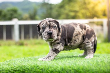 Seçici odak noktası gri benekli küçük siyah beyaz köpek yavruları Bandoklar Napoli yavruları ön bahçede mükemmel durumda büyük melez bir köpek ama sevimli renkli bir kişiliği var. 