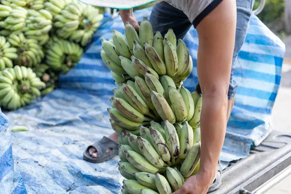 Selective focus green bananas being loaded onto trucks. Many bananas from the orchards are sent to merchants who buy bananas for the fruit market. Sometimes bananas are sent as food to elephant farms.