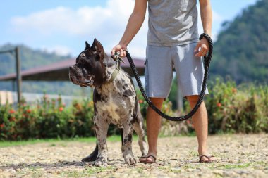 Genç bir Kuzey Amerika Mastiff 'i, büyük, güzel, koyu renkli benekli bir köpek. Sahibi güzel bir Amerikan pitbull hibrit arabasını gösteriyor..