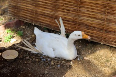 Seçici odak noktası beyaz kaz oturuyor ve çiftlik bahçesinde kuluçkaya yatmış yumurtalar Sevgiyle büyümüş sevimli bir kaz komik bir yüze sahiptir.