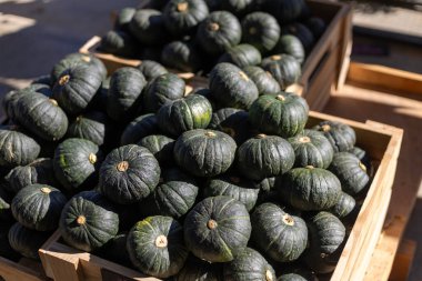 Seçici odaklı balkabağı güz sebzeleri. Üst görünüm Hokkaido kabağı bol. 