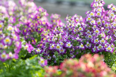 Schizanthus Atlantis güneş ışığını çok seven çiçeklerdir. Güzel görünüş ve güzel desenler insanların gözlerini mor-beyaz çiçeklere çeker.