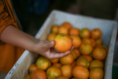 seçici odak, mandalina, çiftçilerin elinde büyük, güzel bir cilt özellikle portakal sepetlerinde seçilmiş portakallar Tayland çiftçileri tarafından özel bir fiyata satıldı.