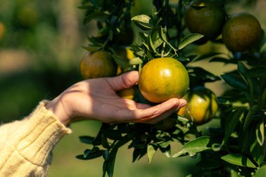 Portakal bahçesindeki genç bir kadının ellerinde portakal ağacına taze mandalina koyacak yer var..