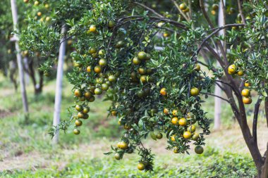 Bahçedeki seçici odak mandalinaları. Mandalina bahçesi meyve dolu. Mandalinalar çiftçinin bahçesinde Chiang Mai, Tayland