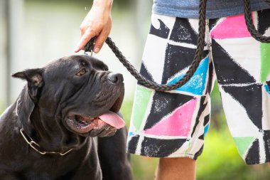Büyük siyah köpek korkutucu görünüyordu. Bekçi köpeği tasmalı.