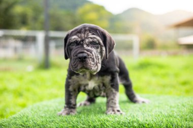 Seçici odak noktası gri benekli küçük siyah beyaz köpek yavruları Bandoglar Napolitan Mastiff ön bahçede mükemmel durumda büyük melez köpek ama sevimli bir kişiliği var.