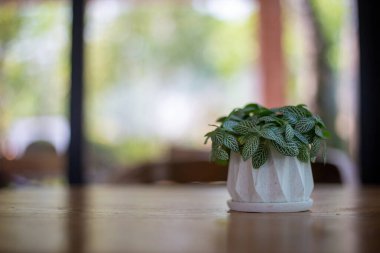 Beyaz seramik bir tencerede seçici bir odak noktası gölgeli bir kafede, ahşap bir masanın üzerinde duruyor. Metin için boşluk var.