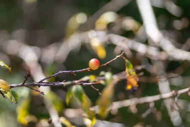 seçici odak noktası kırmızı-sarı yaban meyvesi bir eriği andırıyor metin için yer var.