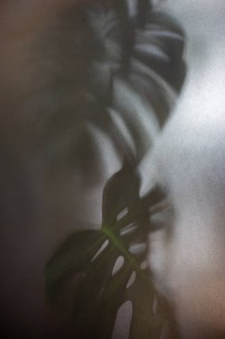 Gri bulutlu cam desenli arka plan modern kafeyi süsleyen yeşil bir canavarın gölgesi var..