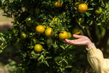Portakal bahçesindeki genç bir kadının ellerinde portakal ağacına taze mandalina koyacak yer var..
