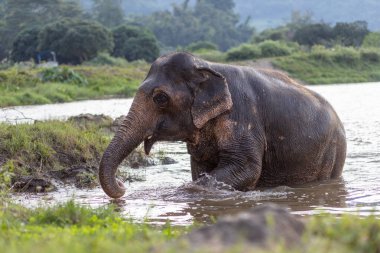 Yaz boyunca nehirde oynayan Tayland fillerine özel bir ilgi.