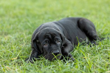 Seçici odak noktası küçük siyah köpekler Bandoglar Napolitan yavruları ön bahçede mükemmel durumda büyük melez bir köpek ama sevimli bir kişiliği var.