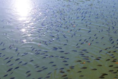 Birçok genç tilapia ve yakut balığı sürüleri tarım bahçesindeki balık havuzlarında. Yukarı gel. 