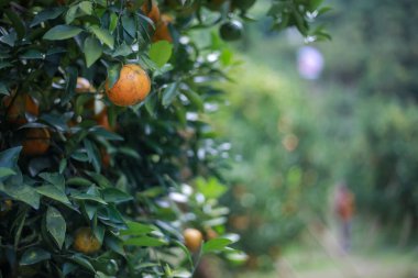 selective focus oranges in an orange grove that is dense with green orange trees with many In a farmer's orchard in Thailand clipart