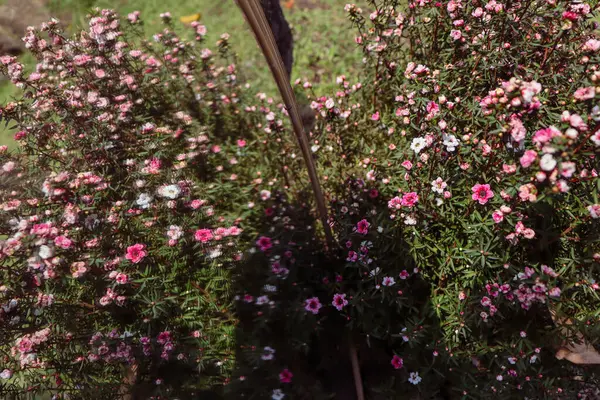 stock image selective focus Pink flowers reflecting in the mirror Flower bush in park garden field There is space for text.