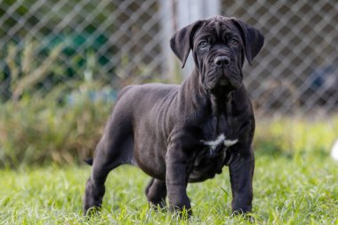 Seçici odak noktası küçük siyah köpekler Bandoglar Napolitan yavruları ön bahçede mükemmel durumda büyük melez bir köpek ama sevimli bir kişiliği var.