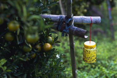 Seçici sarı plastik kutu ve böcek yakalamak için yapıştırıcı. Mandalina bahçesini istila eden sinekleri yakalamak için portakal ağacının altına as..