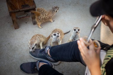 Seçici odaklı mirket, kafede zavallı küçük bir hayvan. Vahşi hayvanlar, müşterileri dükkana çekmek için kullanılır. Vahşi hayvanları yakından beslemek ve sadece solucanları yemek için.