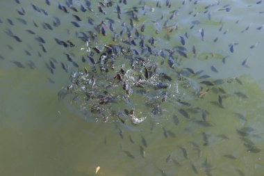 Birçok genç tilapia ve yakut balığı sürüleri balık havuzlarında tarım bahçesindeki tilapia havuzunu besliyor.. 