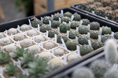 Şirin Bitki Dükkanındaki Seçici Kaktüs. Birçok çeşit minyatür baton şirin ve güzeldir..