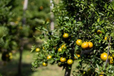 Bahçedeki seçici odak mandalinaları. Mandalina bahçesi meyve dolu. Mandalinalar çiftçinin bahçesinde Chiang Mai, Tayland