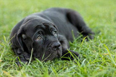 Seçici odak noktası küçük siyah köpekler Bandoglar Napolitan yavruları ön bahçede mükemmel durumda büyük melez bir köpek ama sevimli bir kişiliği var.