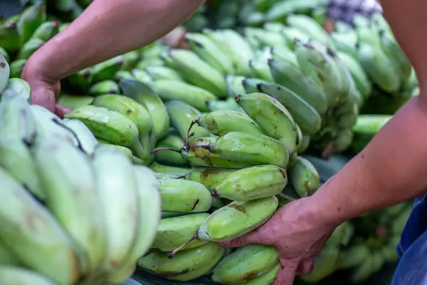 Selective focus green bananas are being loaded onto trucks by merchants buying bananas from banana farmers in Thailand.