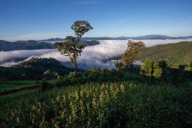 Yüksek açılı manzara mısır tarlası dağları, sis, parlak gökyüzü. Metin için boşluk var.