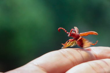 Brentidae kırmızımsı kahverengi bir böcek, sevimli görünüyor, elinde küçük bir yaratık. İnanılmaz güzel kırmızı böcekler doğanın küçük canlıları Brentidae bitkilerin ve tohumların düşmanıdır..