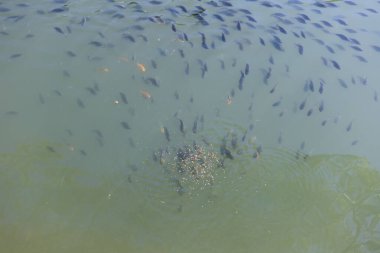 Birçok genç tilapia ve yakut balığı sürüleri balık havuzlarında tarım bahçesindeki tilapia havuzunu besliyor..