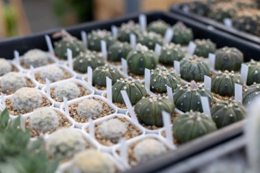 Şirin Bitki Dükkanındaki Seçici Kaktüs. Birçok çeşit minyatür baton şirin ve güzeldir..