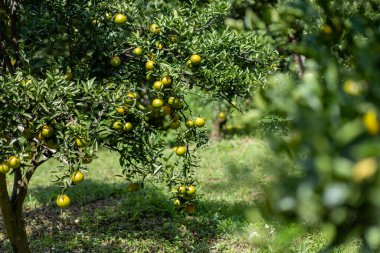 Bahçedeki seçici odak mandalinaları. Mandalina bahçesi meyve dolu. Mandalinalar çiftçinin bahçesinde Chiang Mai, Tayland
